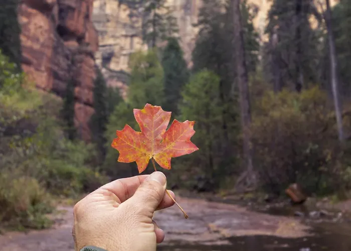 Holiday home Ontario Ave Remodeled Log On 1 Acre Gateway To Grand Canyon Amazing Views Williams